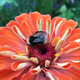 Illustration for article titled Native bees are better pollinators than honeybees.